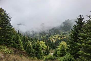 Fototapeta na wymiar forest foggy weather in autumn in tzoumerka mountain, arta perfecture, greece