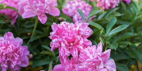 big pink flowers among greenery, soft focus blurry background