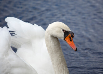 Obraz premium Beautiful mute swan portrait against the blue water