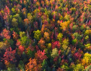 Autumn colored forest canopy from above