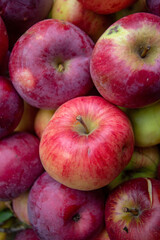 Fototapeta na wymiar juicy ripe red apples