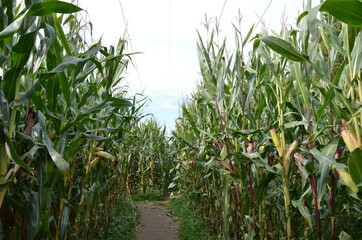 corn field
