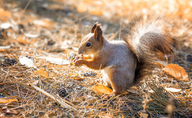 Red squirrel eating a nut
