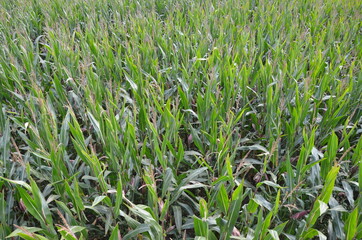 Fototapeta premium corn field