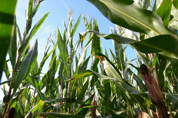 corn field in the wind