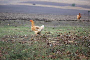 range chicken in the fields