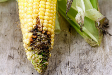 Cob rot on corn