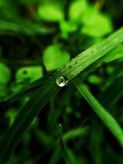dew on grass