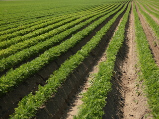 Fototapeta na wymiar Carrot field: rows of carrot on field, Gdansk, Poland
