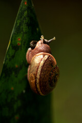 snail on leaf