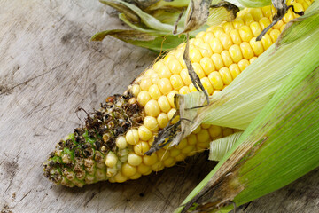 macro from Cob rot on corn 