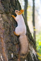 Portrait of a squirrel