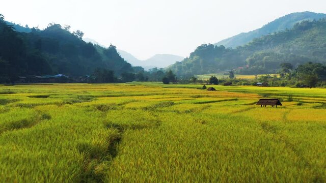 Aerial view of rice terrace in the valley located in Ban Wen, Bo Kluea district, Nan province, Thailand. 4K drone footage rice terrace view in morning.