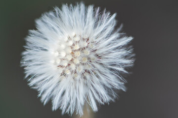 Flor Silvestre