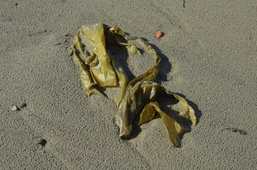 Beach pollution, environmental pollution, empty used dirty plastic bottles, spilled garbage on the beach