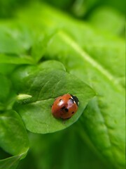 ladybird on leaf