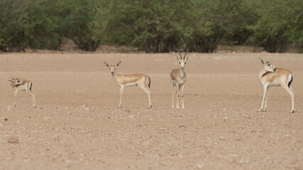 impala in the desert