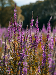 Obraz premium The purple flowers