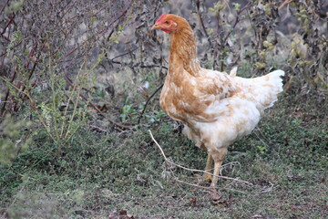 chicken in the fields