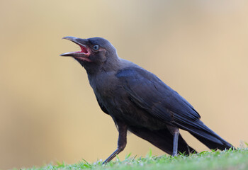 Obraz premium The Cawing Crow. Filmed in India 