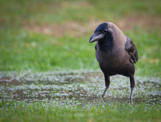 A crow in a puddle
