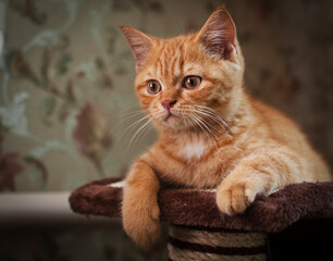 Playful ginger kitten named Rooney