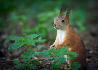 Red squirrel in the park of Moscow