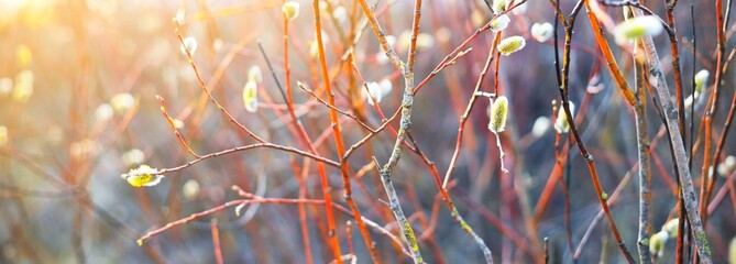 Young willow tree branch close-up. Golden sunset light blurred in bokeh. Natural pattern. Panoramic image. Symbol of peace and joy, Easter concept © Alex Stemmer