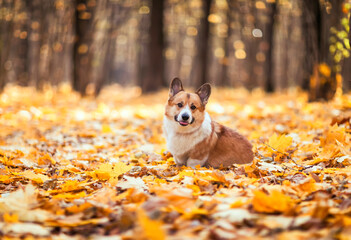  cute corgi dog puppy is sitting in an autumn park among bright fallen golden leaves