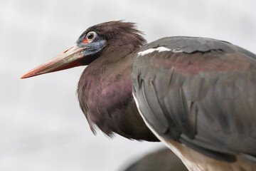 A close up of a brown feathered bird with a colourful face.