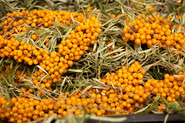 cut branches of fresh yellow sea buckthorn for a healthy life