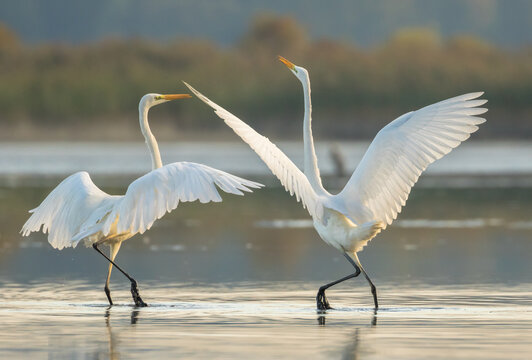 Ardea alba