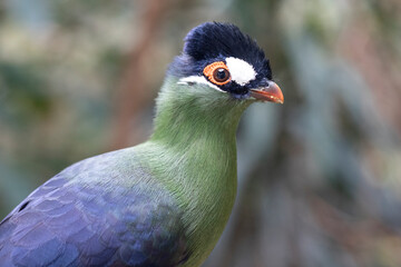 A close up of a very colourful bird.