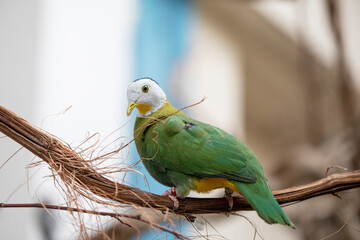 A colourful pigeon looks down from a branch.