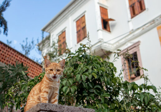 Photo of the Cunda island in Ayvalik.