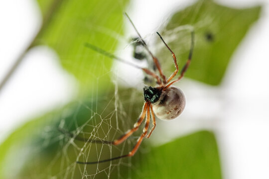 A macro image of a spider walking along the web it spun.