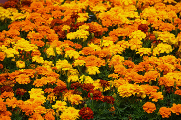 yellow and red flowers