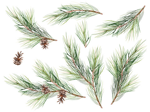Pine branches with coines. Watercolor set. Christmas floral illustration, holiday decoration. Isolated on white