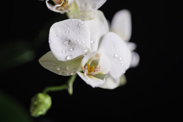 Fototapeta na wymiar Branch of beautiful white orchid on black background