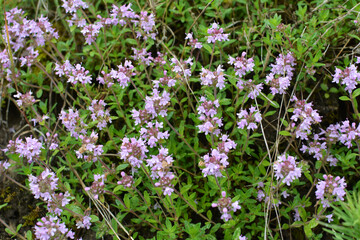 Obraz premium Thyme (Thymus serpyllum) blooms in nature