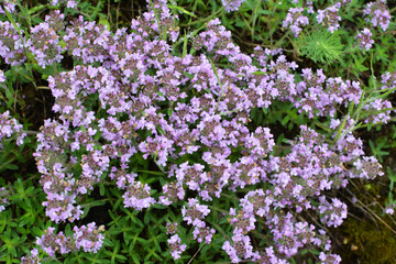 Thyme (Thymus serpyllum) blooms in nature