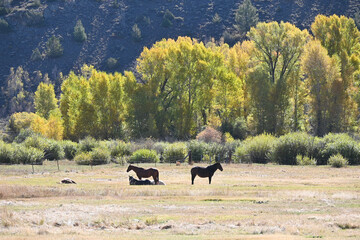 Horses in Autumn Pasture