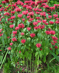 In the garden red flowers in bloom monarda