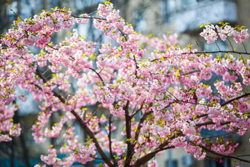 Sakura street. View of the sakura tree in full bloom on the street