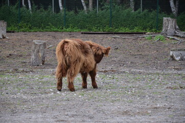 baby highland cow