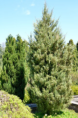 Juniper virginsky, variety "Skyrocket" (Juniperus virginiana L.). General view of the plant