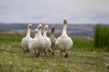 Shallow focus of geese on a green lawn outdoors