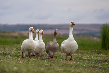 Shallow focus of geese on a green lawn outdoors