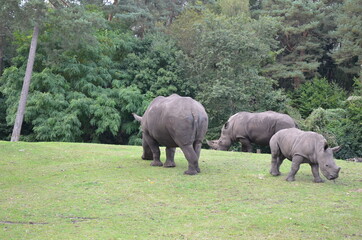 Fototapeta premium white rhino and calf