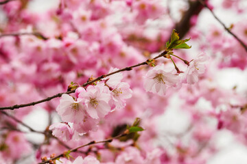 Pink sakura flowers on the tree.